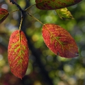 Blatt_DDC4421.jpg   26.04